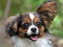 Papillon King