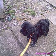 Tibetansk terrier Chico