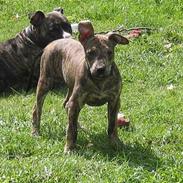 Amerikansk staffordshire terrier ¤ Nala ¤ (7Soveren)