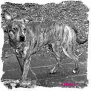 Amerikansk staffordshire terrier ¤ Nala ¤ (7Soveren)