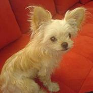 Blanding af racer Baby