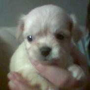 Blanding af racer Baby