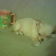 Blanding af racer Baby