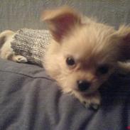 Blanding af racer Baby