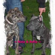 Amerikansk staffordshire terrier ¤ Nala ¤ (7Soveren)