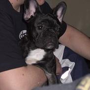 Fransk bulldog fie