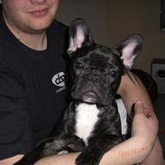 Fransk bulldog fie