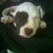 Amerikansk staffordshire terrier Nala  +R.I.P+