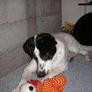 Blanding af racer Balto