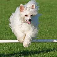 Chinese crested powder puff Almost To Good