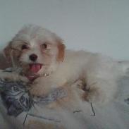 Coton de tulear Sofie :'D
