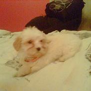 Coton de tulear Sofie :'D