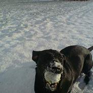 Labrador retriever Micky F1
