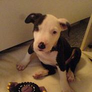 Amerikansk staffordshire terrier LOCO