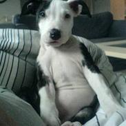 Amerikansk staffordshire terrier LOCO