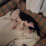 Amerikansk staffordshire terrier LOCO