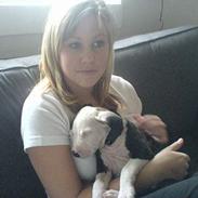 Amerikansk staffordshire terrier LOCO