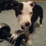 Amerikansk staffordshire terrier LOCO