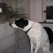 Blanding af racer Balto