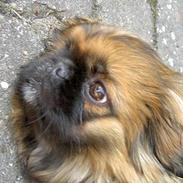 Pekingeser Tulle