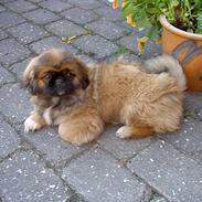 Pekingeser Tulle