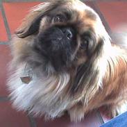 Pekingeser Tulle