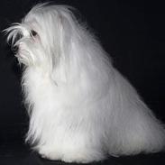 Coton de tulear Ozzy
