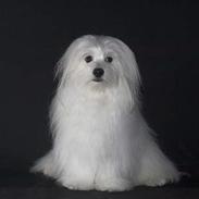 Coton de tulear Ozzy