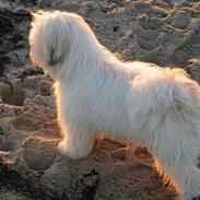Coton de tulear Ozzy