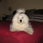 Coton de tulear Ozzy