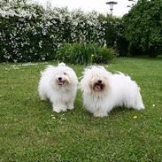 Coton de tulear Ozzy