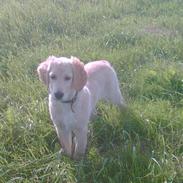 Golden retriever Tantor