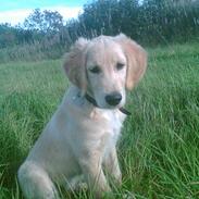 Golden retriever Tantor
