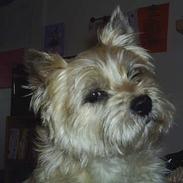 Cairn terrier Valde