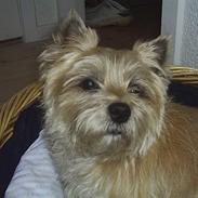 Cairn terrier Valde