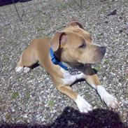 Amerikansk staffordshire terrier Mille