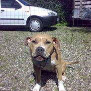 Amerikansk staffordshire terrier Mille