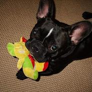 Fransk bulldog Freja
