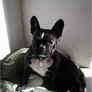 Fransk bulldog Freja