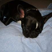 Fransk bulldog Freja