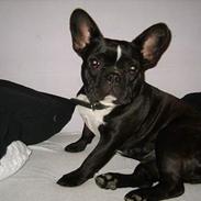 Fransk bulldog Freja