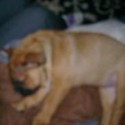 Olde english bulldogge black mask faith (maggi)