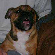 Olde english bulldogge black mask faith (maggi)