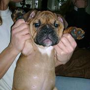 Olde english bulldogge black mask faith (maggi)