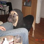 Bullmastiff Nielson Junior (død)