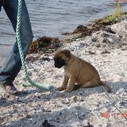 Bullmastiff Nielson Junior (død)