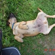 Bullmastiff Nielson Junior (død)