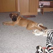 Bullmastiff Nielson Junior (død)