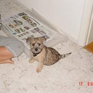 Cairn terrier Keno