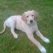 Golden retriever Tantor